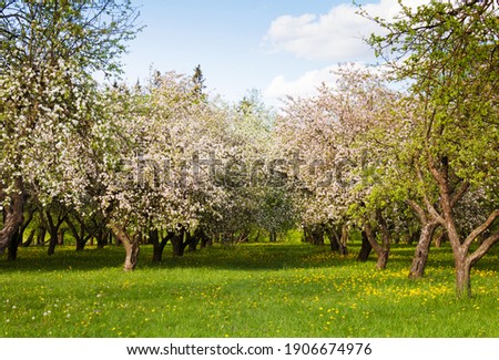 Apple garden with blossom apple trees. Beautiful Countryside spring landscape. Scene with Apple trees in sunny spring day on blue sky background.