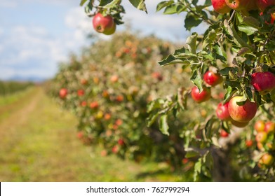 Apple Garden Isón Fall