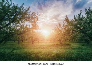 apple garden at sunset (or sunrise). natiral summer (spring) background - Powered by Shutterstock