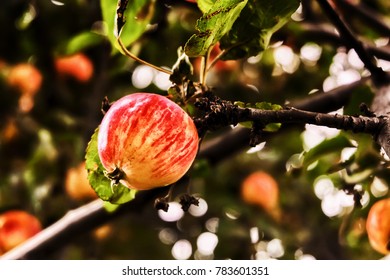 Apple, garden, tree, fruit