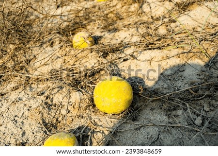 Apple gourd fruits and vine in the arid desert 