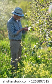 An Apple Grower Checks The Flowering Of His Apple Trees In Spring