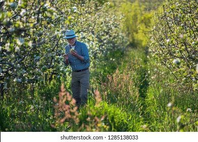 An Apple Grower Checks The Flowering Of His Apple Trees In Spring