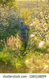 An Apple Grower Checks The Flowering Of His Apple Trees In Spring