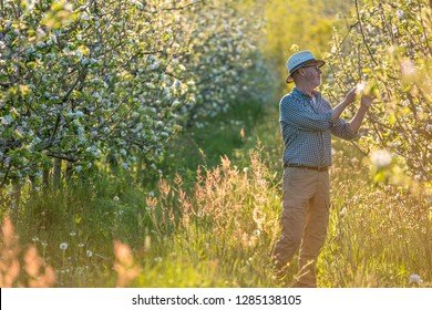 An Apple Grower Checks The Flowering Of His Apple Trees In Spring