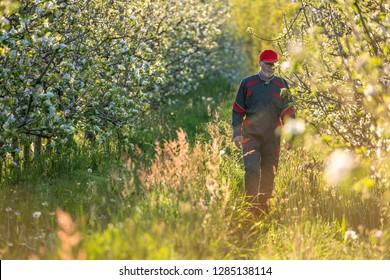 An Apple Grower Checks The Flowering Of His Apple Trees In Spring