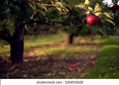 Apple Hanging From Tree Branch Close Up Orchard Harvest Fall Autumn Thanksgiving Halloween Crisp October Farm Background Texture Wallpaper Healthy Organic