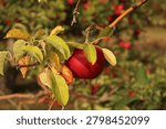 Apple hanging in an apple tree at Uncle John’s Cider Mill