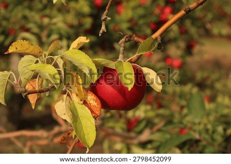 Apple hanging in an apple tree at Uncle John’s Cider Mill