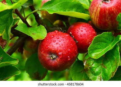 Apple In Hardangerfjord Farm, Norway. 