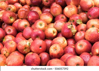 Apple Harvest