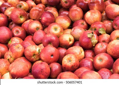 Apple Harvest