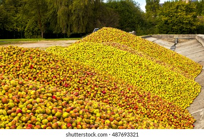 Apple Harvest For Calvados, Normandy, France