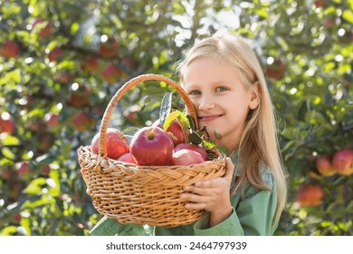 Apple Harvest for Children. Little Girl Child Picking Apples in Basket in Apple Orchard Background. Organic Apple Harvesting concept. - Powered by Shutterstock