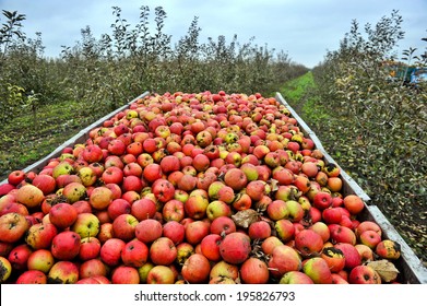 Apple Harvest In The Garden