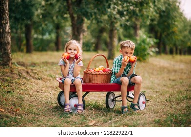 Apple harvest and picking on farm in autumn. Adorable little two children girl and boy picking fresh ripe apples in fruit orchard. Kids playing in garden eating fruits at fall. Healthy nutrition