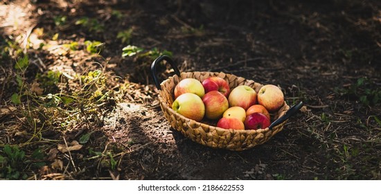 Apple Harvest. Ripe Red Apples And Pears In Basket On Grass On Grass. Apple Picking. Autumn Background