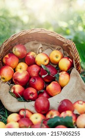 Apple Harvest Time. Ripe Red Apples In Basket And In Dark Wooden Crate On Green Grass. Apple Picking. Orchard. Garden. Harvesting On Farm