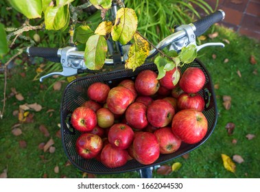 Apple Harvesting In The Home Garden. Fresh Picked Red Apples In A Bicycle Basket, Top View