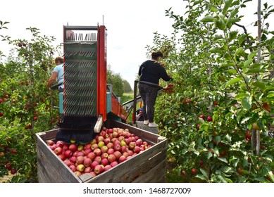 Apple Harvesting - Workers On A Modern Machine Harvest Apples On The Plantation