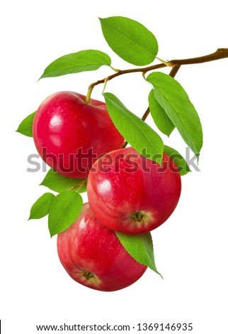 Apple isolated. Three red ripe juicy apples on  branch with green leaves isolated on white background as design for package