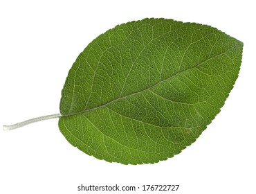 Apple Leaf Isolated On White Background Stock Photo (Edit Now) 287560226