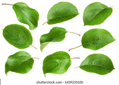 apple leaf, isolated on white background, clipping path, full depth of field