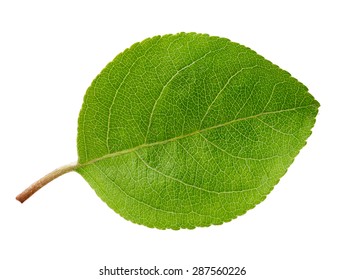 Apple leaf isolated on white background.