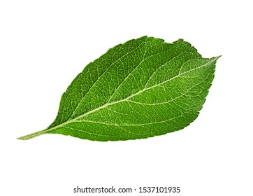 Apple Leaf On White Background Stock Photo 1537101935 | Shutterstock