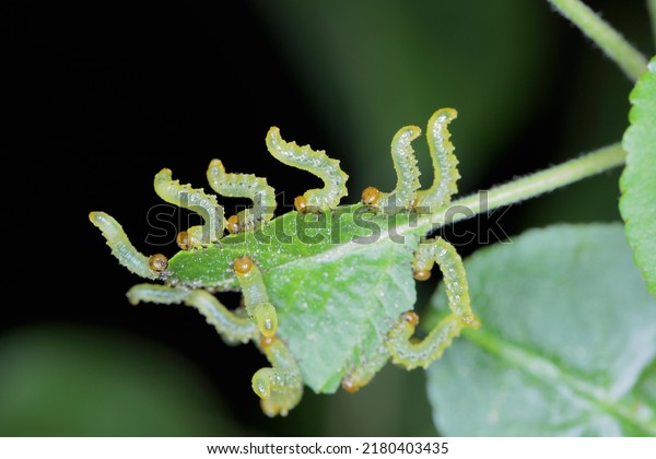 Apple leaf sawfly (Pristiphora maesta). Apple\
leaf sawfly (Pristiphora\
maesta).