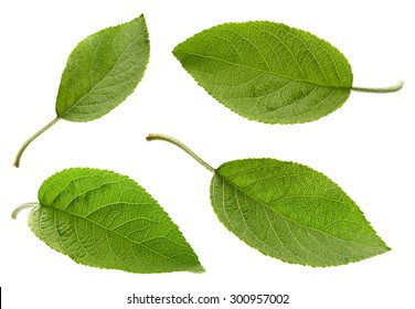 Apple leaf set isolated on white background