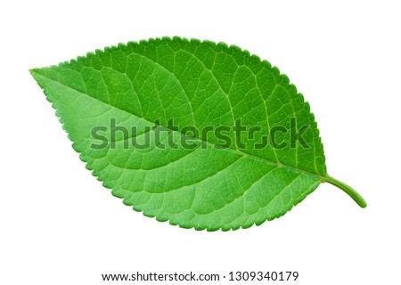 Apple leaf with soft shadow isolated on a white background with clipping path. One of the best isolated apples leaves that you have seen.