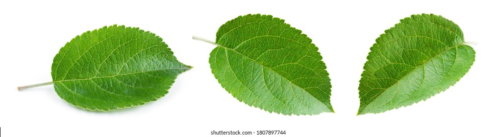 Apple leaves isolate. Apple leaf on white background. Green apple leaves. Fruit leaf. Leaf background.