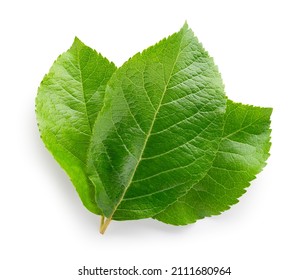 Apple leaves isolate. Apple leaf on white background. Three green apple leaves with clipping path.