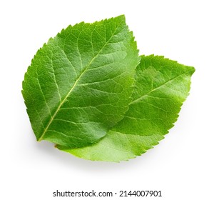 Apple leaves isolate. Apple leaf on white background. Two green apple leaves with clipping path.