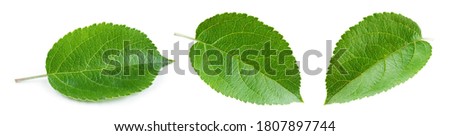 Apple leaves isolate. Apple leaf on white background. Green apple leaves. Fruit leaf. Leaf background.
