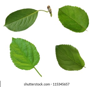 Apple leaves isolated on white background.