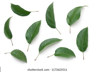 Apple leaves isolated on white background. Top view