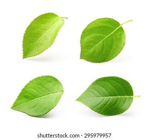 Apple leaves isolated on white background.