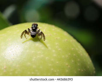 Apple Maggot Fly - Rhagoletis Pomonella