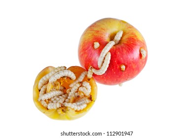 Apple Maggots.