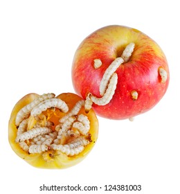 Apple Maggots.