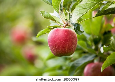 Apple (Malus Domestica)