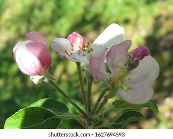 The Apple Malus Domestica Blossom Is The Flower Of The Apple Tree. It Is The State Flower Of Arkansas And Michigan. Apple Blossoms Are Used In Chinese Herbal Medicine And  Are A Symbol Of Fertility.