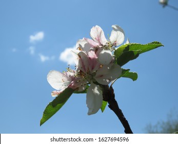 The Apple Malus Domestica Blossom Is The Flower Of The Apple Tree. It Is The State Flower Of Arkansas And Michigan. Apple Blossoms Are Used In Chinese Herbal Medicine And  Are A Symbol Of Fertility.