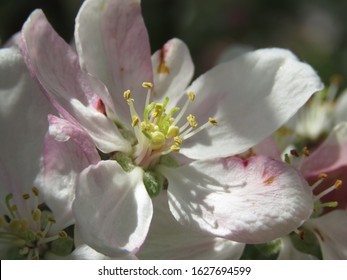 The Apple Malus Domestica Blossom Is The Flower Of The Apple Tree. It Is The State Flower Of Arkansas And Michigan. Apple Blossoms Are Used In Chinese Herbal Medicine And  Are A Symbol Of Fertility.