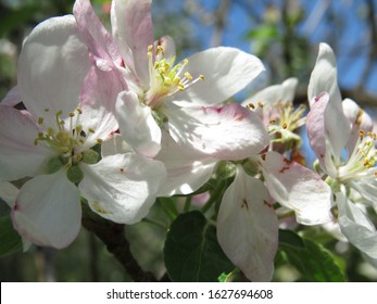 The Apple Malus Domestica Blossom Is The Flower Of The Apple Tree. It Is The State Flower Of Arkansas And Michigan. Apple Blossoms Are Used In Chinese Herbal Medicine And  Are A Symbol Of Fertility.