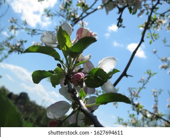 The Apple Malus Domestica Blossom Is The Flower Of The Apple Tree. It Is The State Flower Of Arkansas And Michigan. Apple Blossoms Are Used In Chinese Herbal Medicine And  Are A Symbol Of Fertility.