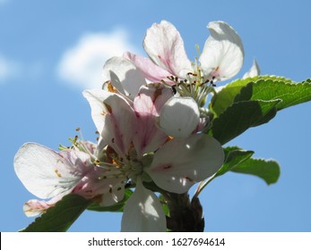 The Apple Malus Domestica Blossom Is The Flower Of The Apple Tree. It Is The State Flower Of Arkansas And Michigan. Apple Blossoms Are Used In Chinese Herbal Medicine And  Are A Symbol Of Fertility.