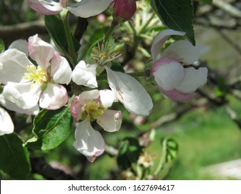 The Apple Malus Domestica Blossom Is The Flower Of The Apple Tree. It Is The State Flower Of Arkansas And Michigan. Apple Blossoms Are Used In Chinese Herbal Medicine And  Are A Symbol Of Fertility.